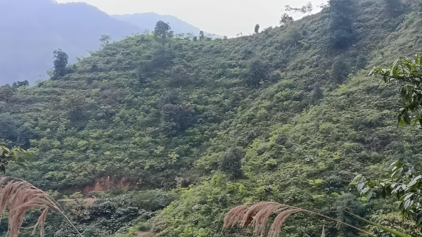 肇慶市國資委國家儲(chǔ)備林綠美廣東生態(tài)建設(shè)試驗(yàn)示范基地1.png